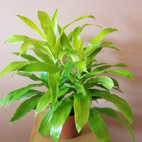 Dracaena Limelight - Indoor Plants