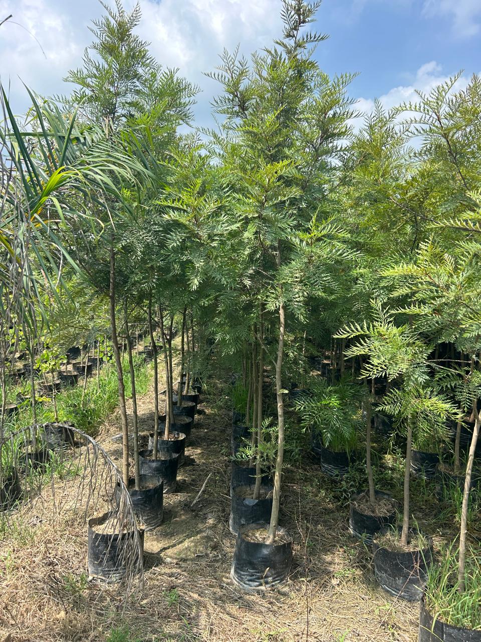 Buy Silver Oak tree in wholesale, Grevillea Robusta
