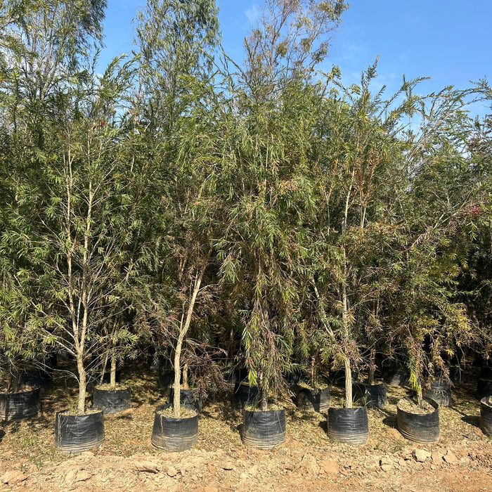 Buy Bottel Brush tree, Melaleuca citrina (Callistemon citrinus) tree