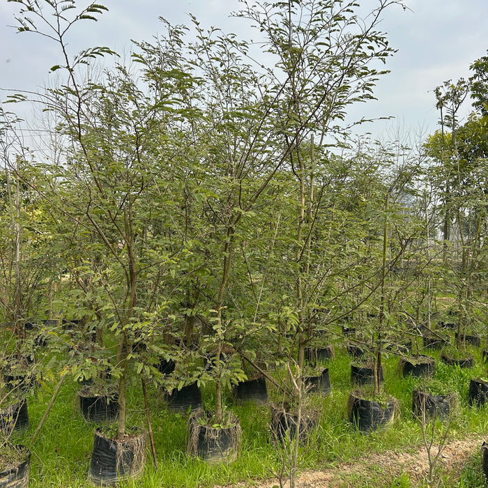 Buy Tamarind Plant , Imli – Sweet & Tangy Delight for Your Garden