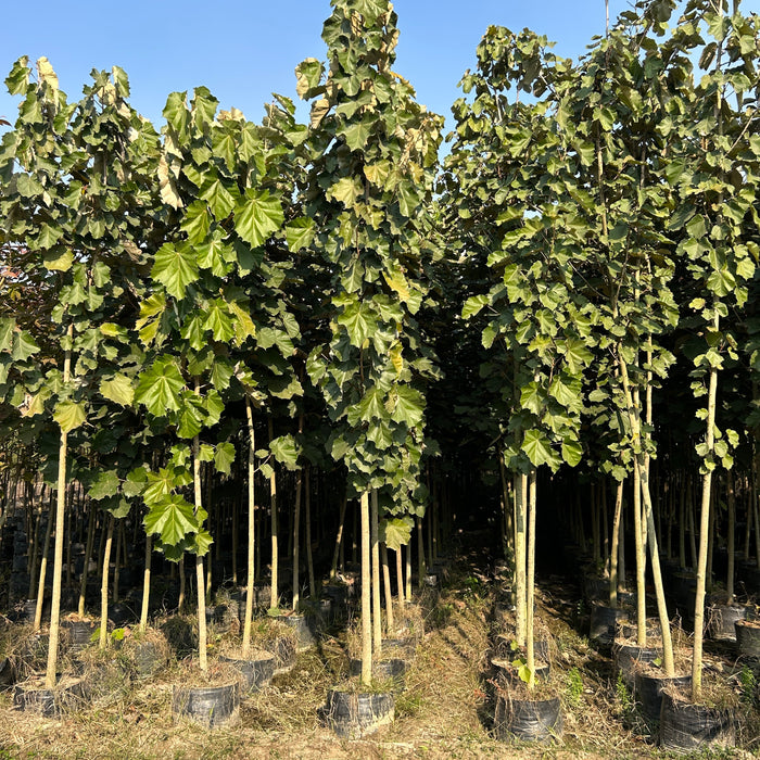 Buy Kanak Champa - A Symbol of Elegance and Fragrance | Saharanpur Nursery