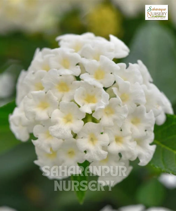 Lantana, Lantana camara ' white'