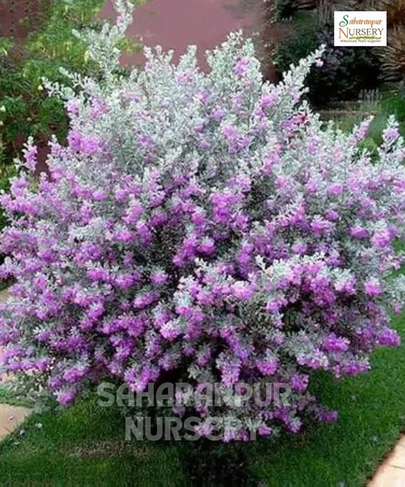 Nikadevia Ball Shape, Decorative Nikadevia, Leucophyllum,