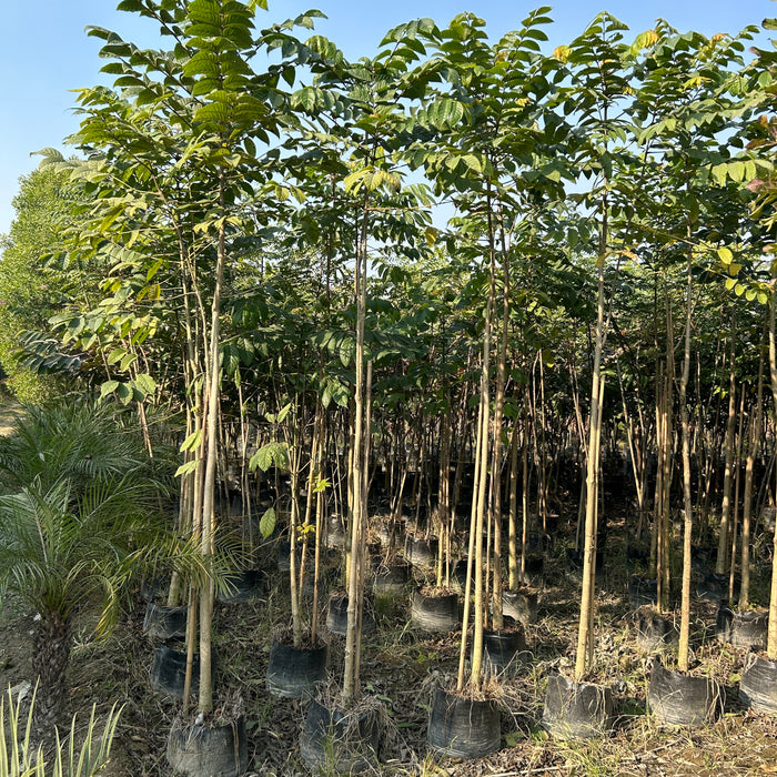 Buy Spathodea - The Flame of the Forest | Saharanpur Nursery