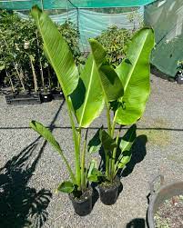 Traveller Palm - Ravenala Madagascariensis