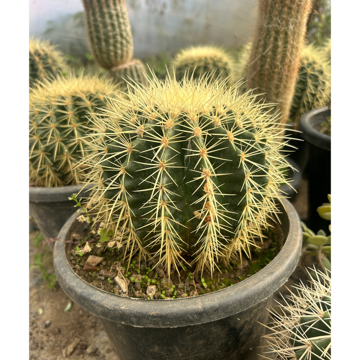 Buy Beautifull Barrel cactus