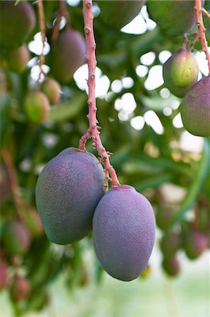Blue-Mango Fruit plant and Tree