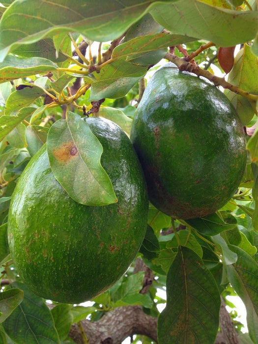 Avocado (Grafted) - Fruit Plants & Tree