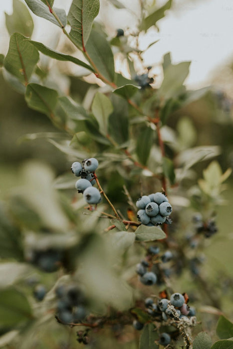Blue berry/Purple berry (Imported)-Fruit Plant & Tree