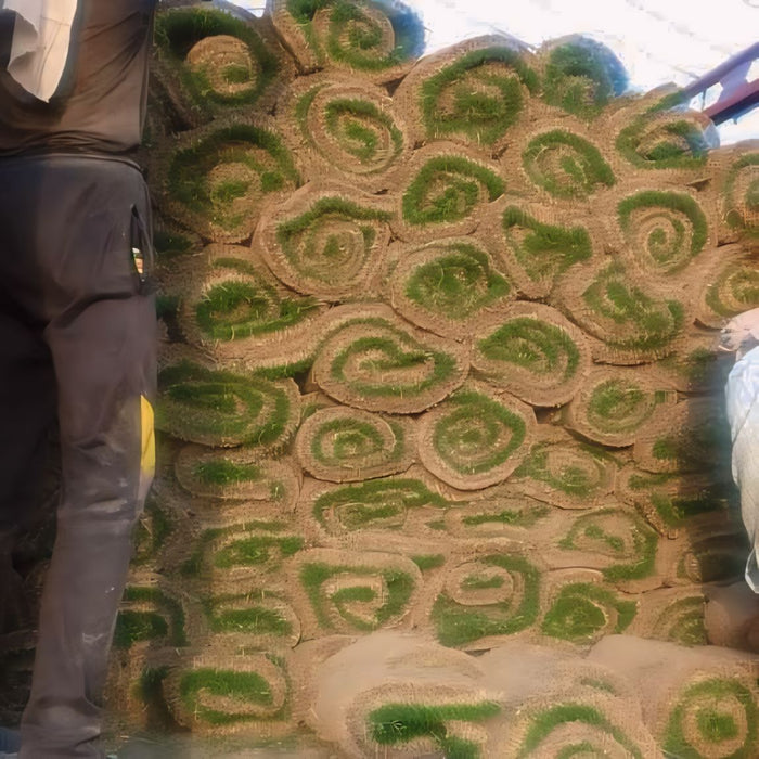 Lawn Grass in Manali | Natural Lawn Grass in Manali| Natural Lawn Grass Carpet Roll| Wholesale Natural Grass | Natural Lawn Grass Supplier in Manali | Natural Grass Wholesale Price | Natural Lawn Grass Wholesale Supplier in Manali