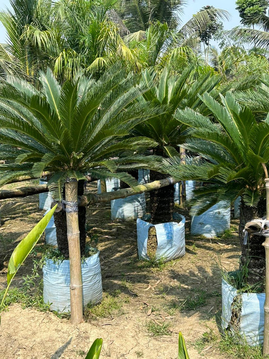 Cycas Palm - Cycas Revoluta