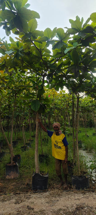 Terminalia catappa – Indian Almond Tree | Saharanpur Nursery