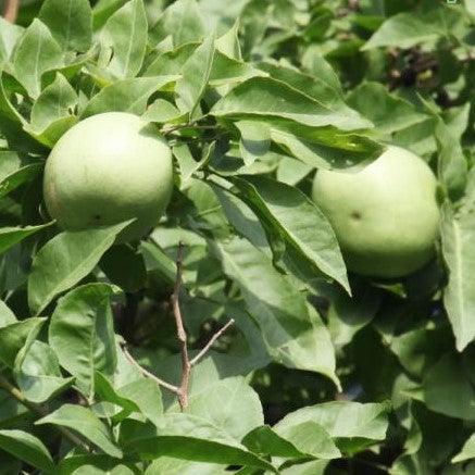 Discover the Nutritional Benefits of Aegle Marmelos | Feronia Pellucida, and Crateva Marmelos Plants