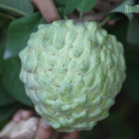 Savor the Sweetness of Cherimoya | Grow Your Own Delicious Custard Apple Plant