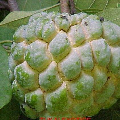 Discover the Sweet Delights of Annona Squammosa | The Nutritious and Delicious Custard Apple/Sugar Apple Plant