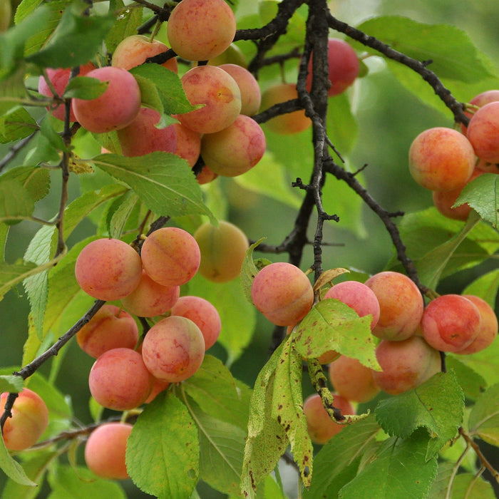 Premium Apricot (Prunus armeniaca) Trees for Sale – Bring Home a Taste of Sunshine
