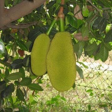 Orange Hybrid Jack Fruit Plant | Artocarpus Integrifolia Orange for Sale