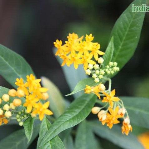 Brighten Your Garden with the Glowing Yellow Flowers of Asclepias curassavica aurea - Blood Flower Yellow Plant Now Available for Sale!