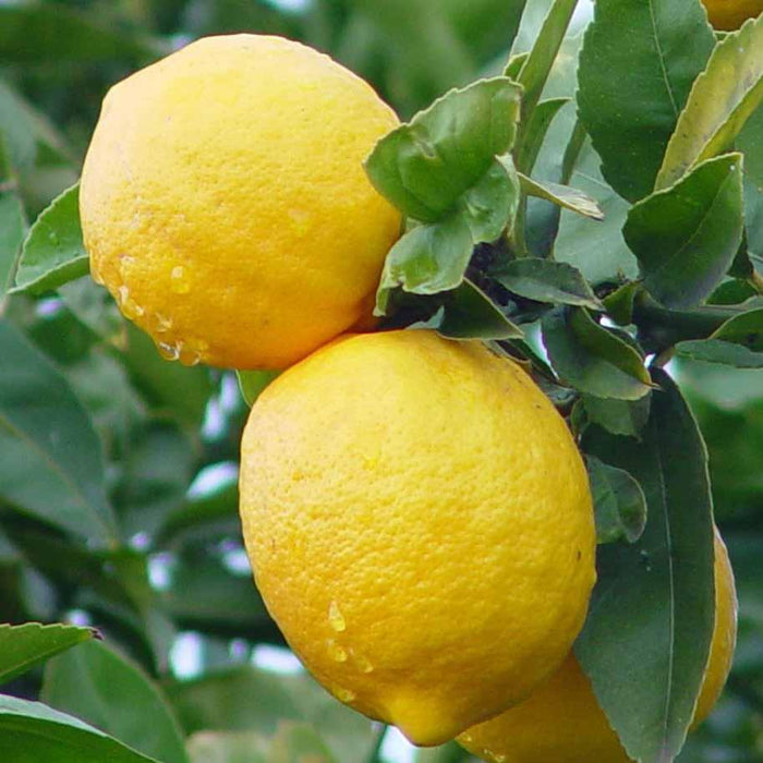 Balaji Lemon All Season For Kitchen Garden Plant (1 Healthy Live Plant)