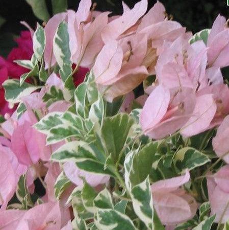 Buy Beautiful Bougainvillea Glabra Mauve Queen Variegata Plant Online