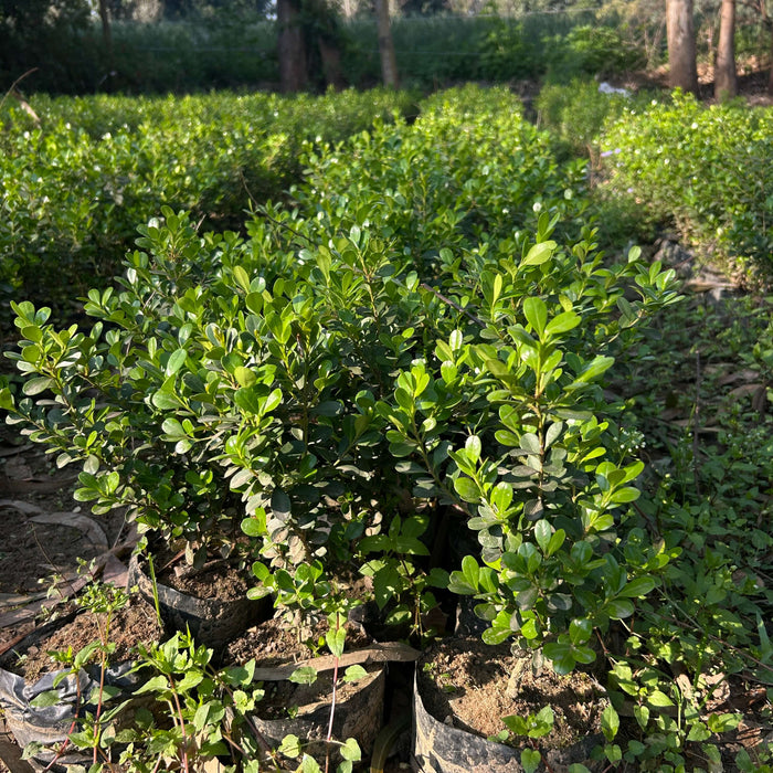 Buy Boxwood Plant for Hedges and Landscaping at Saharanpur Nursery