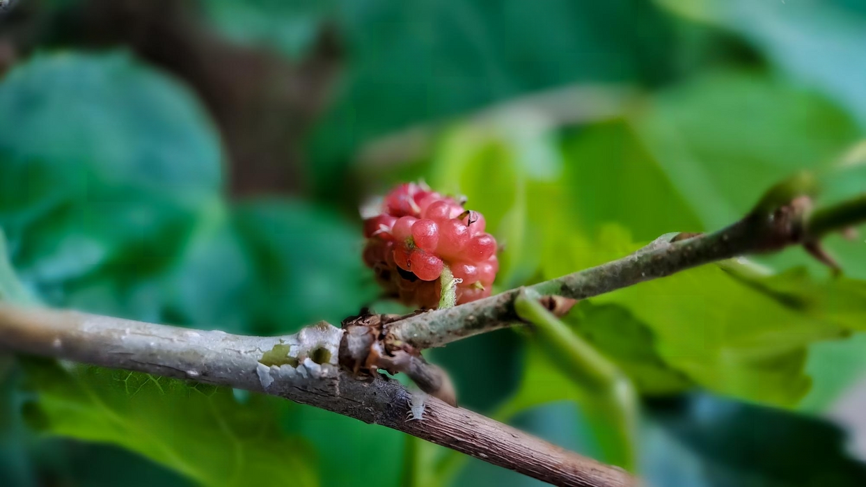 Brazilian Mulberry - Fruits Plant & Tree