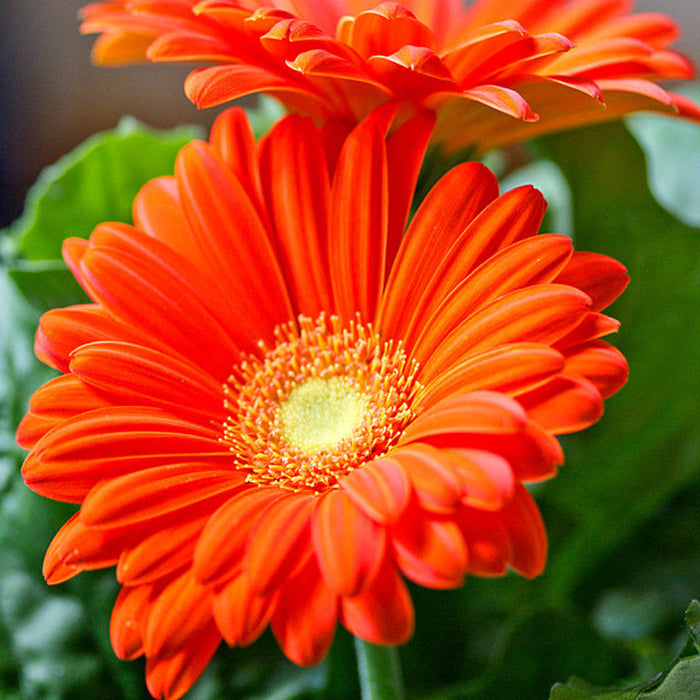 Gerbera Plant Orange - Top Bed Room