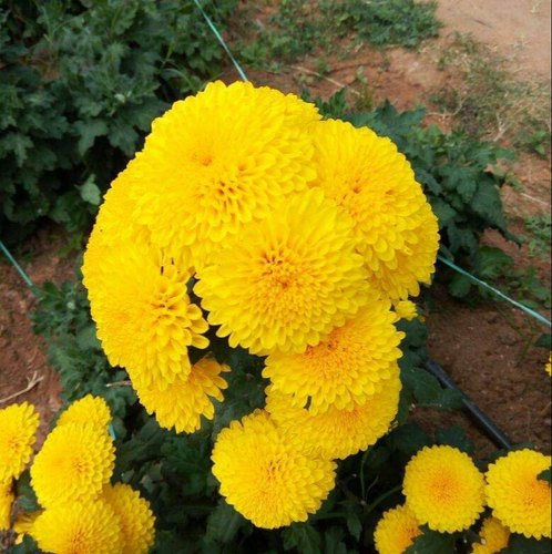 Chrysanthemum marigold - Seasonal Plants