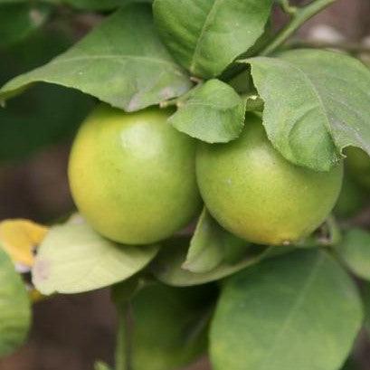 Variety of Citrus Plants for Sale | Limonia, Medica, Seedless Lime, Seedless Citrus, and Citron