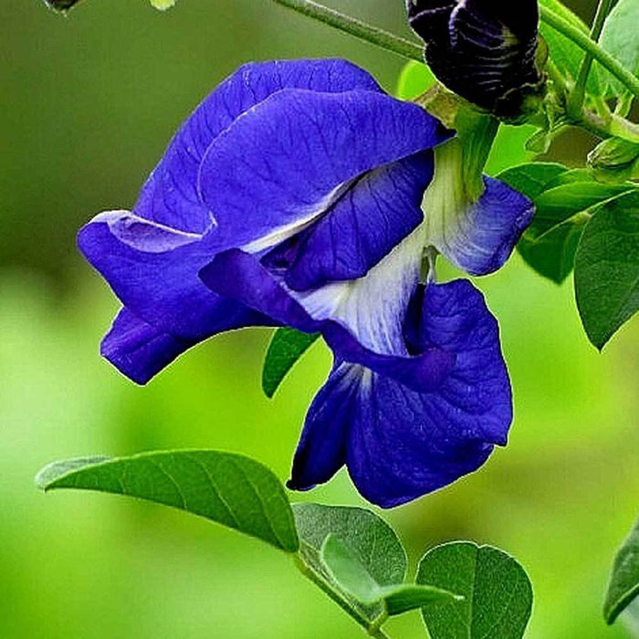 Clitorea ternatea Blue Double - Creepers & Climbers
