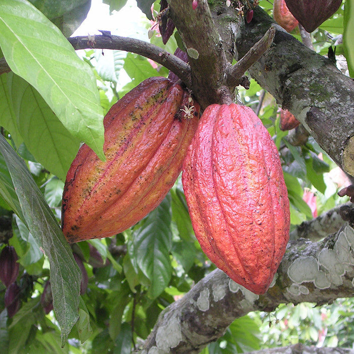 Cocoa/Cacao Fruit - Fruit Plants & Plantation crops