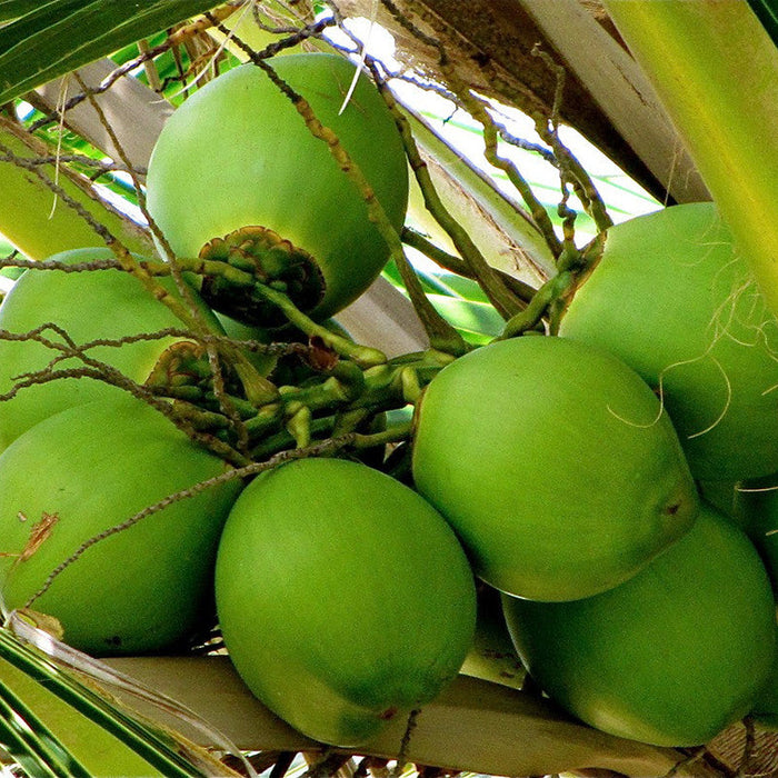 Coconut-Hybrid- Fruit Plants & Tree