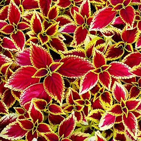 Ornamental Coleus - Red Green
