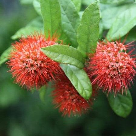 Experience the Beauty of Combreatum Erythrophyllum | Orange Flower Vine Plant for Sale