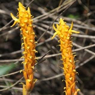 Discover the Benefits of Wild Turmeric with Our Curcuma Species Yellow Plant