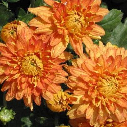 Discover the Majestic Beauty of Dendranthema Big Bronze Chrysanthemum Plant