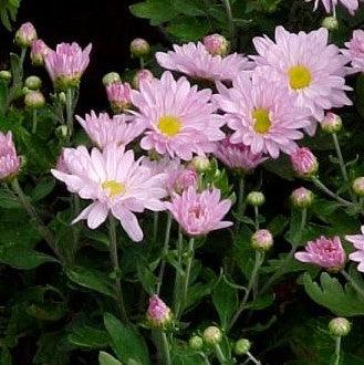 Stunning Blue Moon Dendranthema Chrysanthemum Plant for Sale