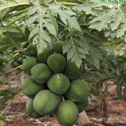 Dwarf Papaya" Taiwan Red Lady" Carica Papaya Sweet Variety Live Plant Fruit Plants For Small Gardens (Healthy Plant)paya Sweet Variety 1 Live Plant Fruit Plants For Small Gardens (Healthy Plant)
