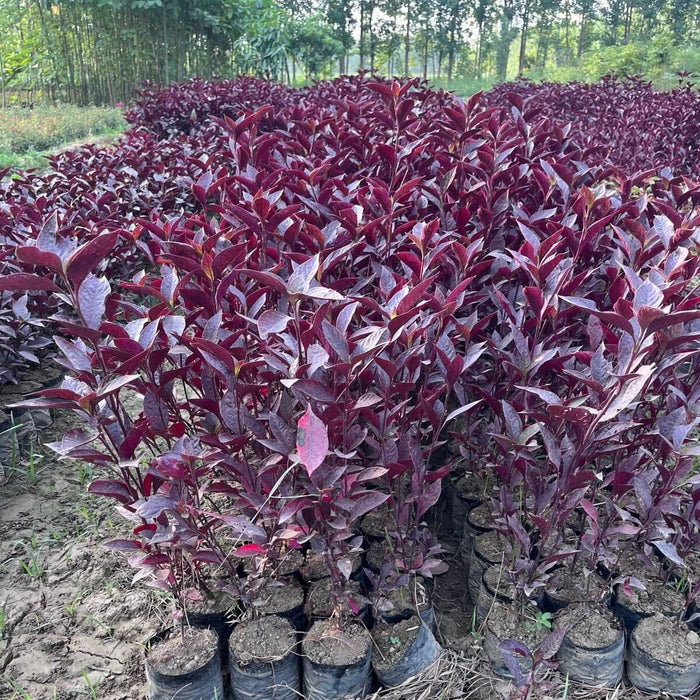 Buy Red Eranthemum in wholesale from Saharanpur Nursery