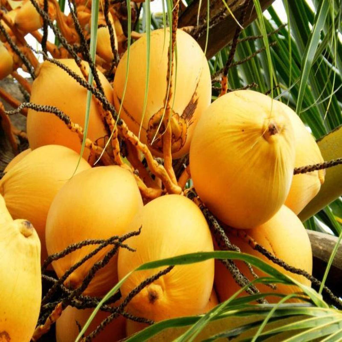 Golden coconut - Fruit Plants & Tree