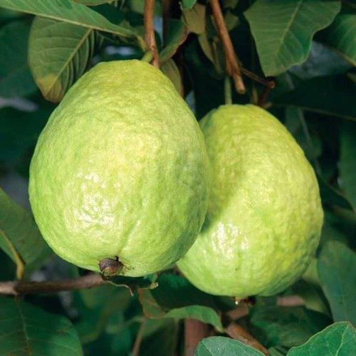 Guava/Amrud Sardar L49 Fruit Plant - Healthy Live Plant Outdoor Plant