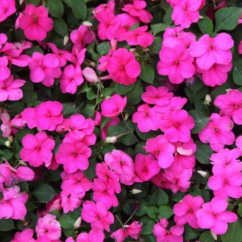 Brighten Your Garden with Impatiens Wallerania and Sultani - Buy Now