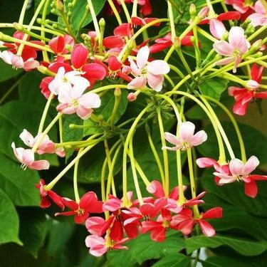 Buy Beautiful Madhumalati (Rangoon Creeper) Plant - Decorate Your Garden with Vibrant Blooms