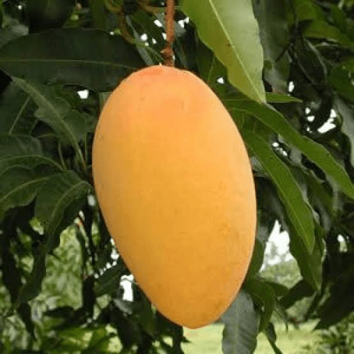 Shop Now | Grafted Mango Amrapali & Aam Amrapali Plant for Sale