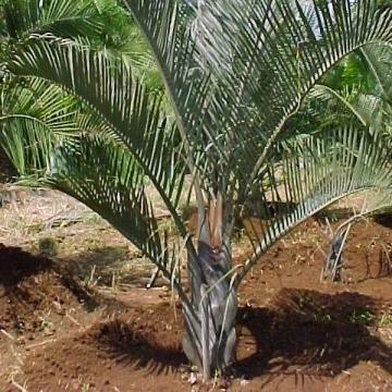 Buy Beautiful Neodypsis Decaryii Triangle Palm Tree - Add a Unique Touch to Your Landscape