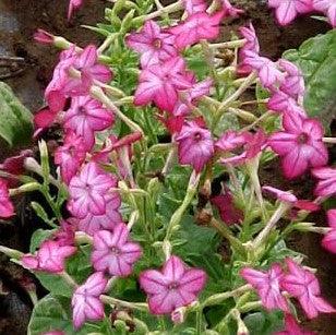 Buy Beautiful Nicotiana Alata - The Fragrant Jasmine Tobacco Plant for Your Garden