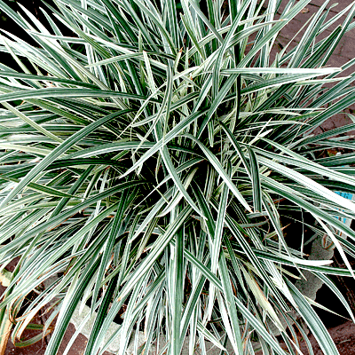 Ophiopogon jaburan Variegata/Ribbon - Ornamental Plants