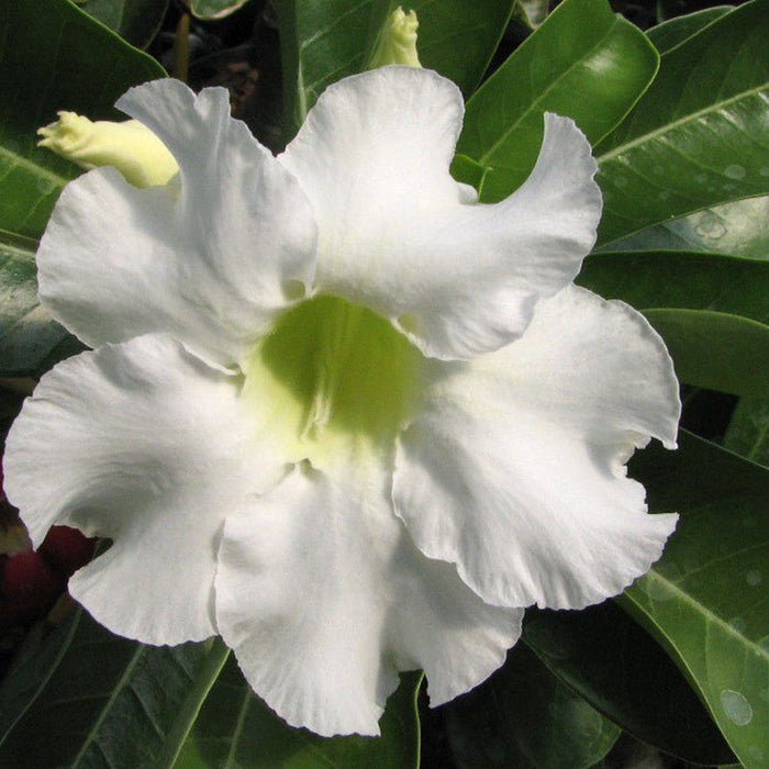 Adenium White - Flowering Plants