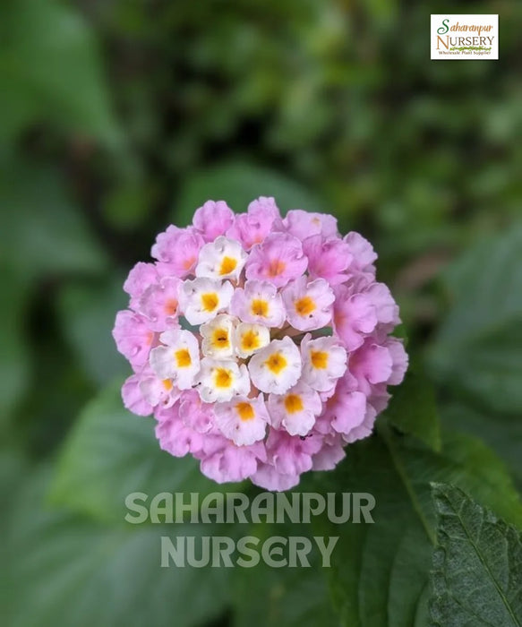 Pink Lantana | Botanical Name Lantana Montevidensis 'Pink' | Trailing Lantana | Ornamental Plant | Wholesale Shrubs Plant Supplier