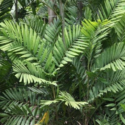 Buy Beautiful Macarthur Palm Trees: Ptychosperma macarthurii for Sale